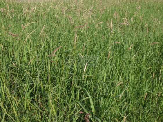 绿草或作为背景有用图片