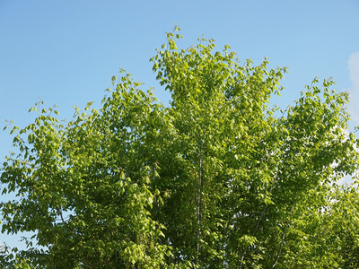 树的顶端再次为蓝色天空背景图片