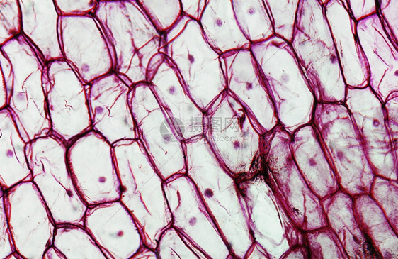 通过光学显微镜制成的洋葱显微镜摄影的洋葱图片