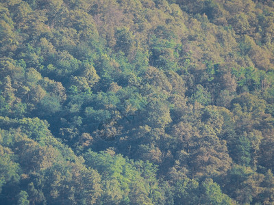 山丘全景坡一带森林的景象图片