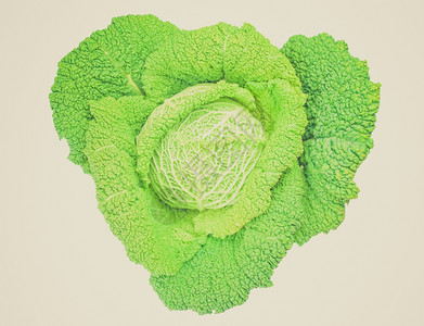 绿色卷心菜古老的旧菜叶植物配有可食用叶子与白色背景隔绝图片