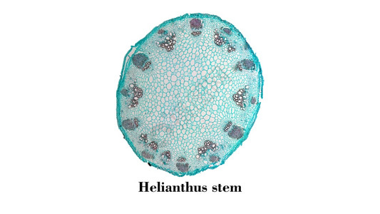 Heliansthus干显微图通过镜看到干截面的亮光摄影图图片