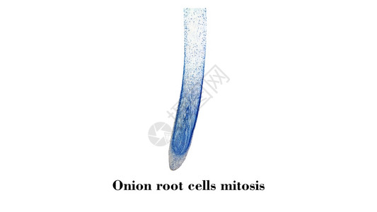通过显微镜观察到的洋葱根端细胞活显微镜图片