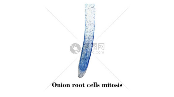 通过显微镜观察到的洋葱根端细胞活显微镜图片
