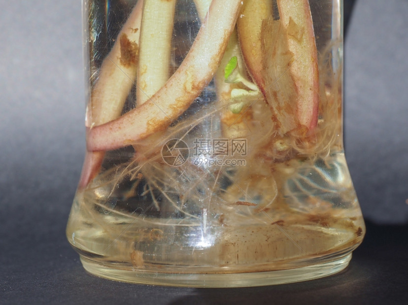 圣徒花的根非洲紫罗兰的根高清图片下载 正版图片 摄图网