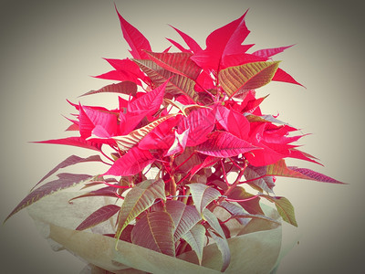 红圣诞明星PoinsettiaEuphorbiapulcherrima花朵充满活力的亮流行色彩图片