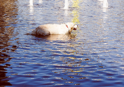 在水里看狗喷泉游泳图片