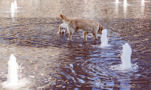 在水里看狗喷泉洗澡图片