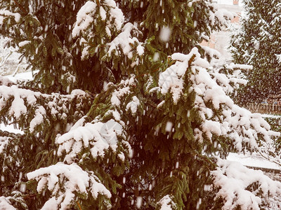 重温松树寒冬被雪覆盖的皮纳斯原生松树锥植物图片