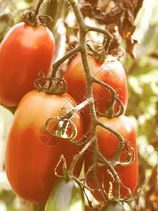 看起来很复古的番茄复古红番茄蔬菜图片