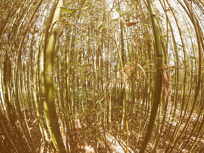 从下面用鱼眼透视看金竹树Bambuseae树的视角图片
