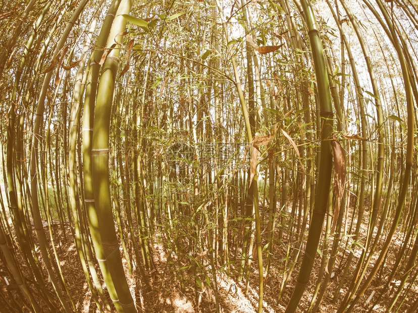 从下面用鱼眼透视看金竹树Bambuseae树的视角图片