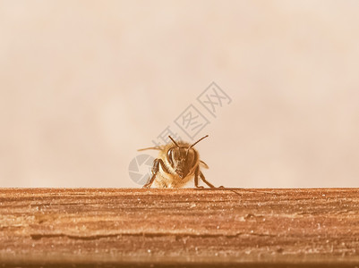 复古的蜜蜂昆虫花蜂属蜜蜂的复古近距离观察图片