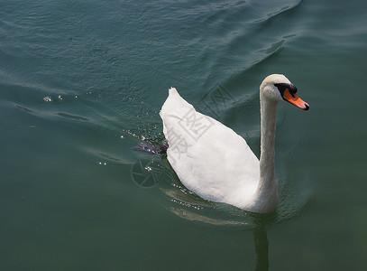 白天鹅鸟在湖中游泳的白天鹅又名天鹅鸟图片