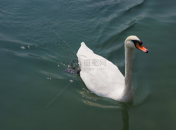 白天鹅鸟在湖中游泳的白天鹅又名天鹅鸟图片