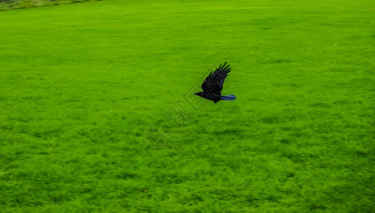 人类发展报告乌鸦鸟动物人类发展报告乌鸦Corvidae家族的Corvidae禽兽在草地上飞行图片