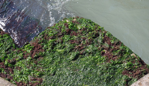 海港藻码头图片