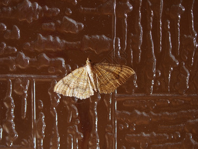 蛾子昆虫动物鳞翅目昆虫动物中的蛾蝶图片