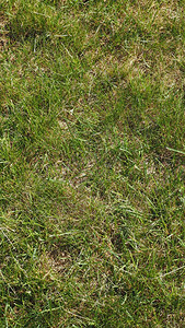 草原背景垂直绿色草原作为背景有用垂直图片