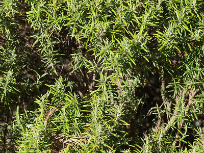 迷迭香属植物迷迭香rosmariusofficinalis木本多年生草本植物图片