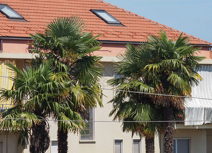 南欧四棵棕榈树图片