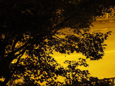 树叶背影夜晚的红树叶黑色背影图片