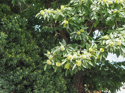 有果实的栗子树有果实的夏天栗子树图片