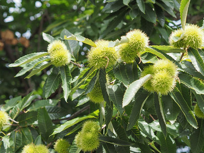 有果实的栗子树有果实的夏天栗子树高清图片