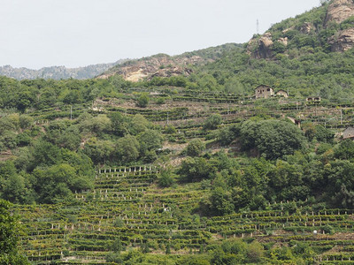 Aosta谷的葡萄园意大利Aosta谷的葡萄园种植树在意大利Aosta谷酿酒图片