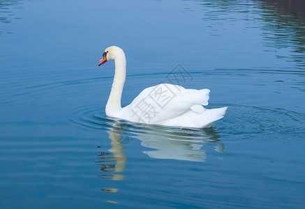 白天鹅akaCygnus鸟在池塘里游泳图片