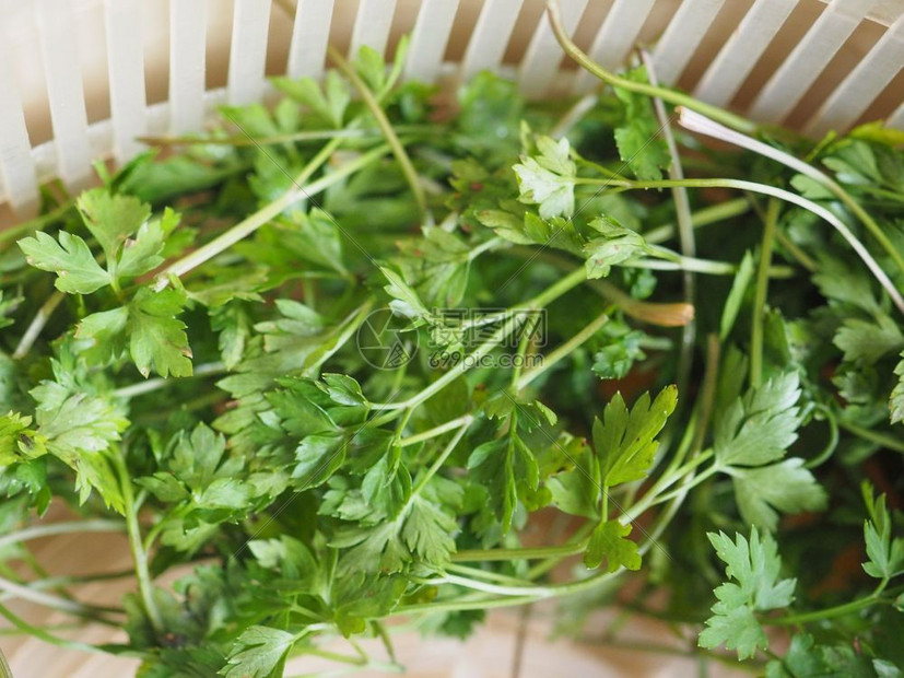欧芹又名香菜欧芹香菜一种用作香料的植物