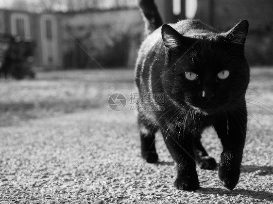 黑猫移动到相机上关注背景模糊的猫复制空间图片