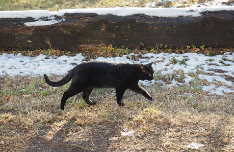 黑猫哺乳动物冬季雪中黑家猫背景图片