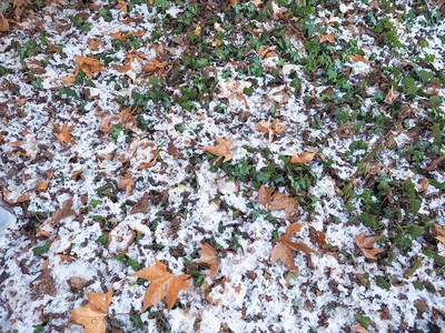 雪在常春藤背景上雪在常春藤背景上下雪冬季落叶作为背景有用图片