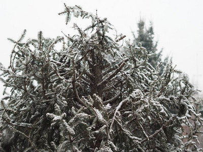 冬季有雪树上作为圣诞节背景有用图片