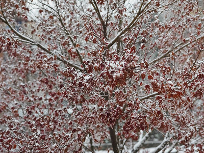 冬季有雪树上作为圣诞节背景有用图片