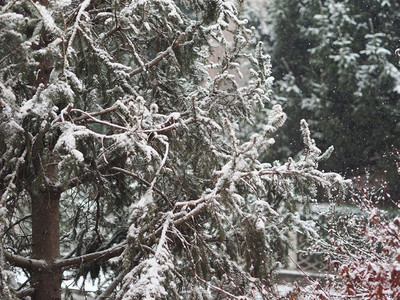 冬季有雪树上作为圣诞节背景有用图片