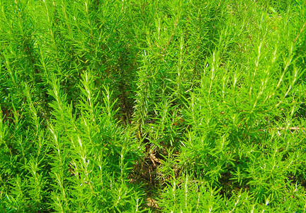 迷迭香属植物迷迭香rosmariusofficinalis木本多年生草本植物图片