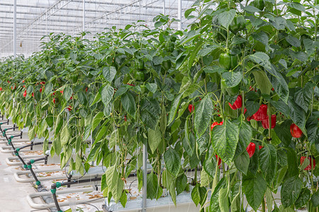 在荷兰温室种植红辣椒在荷兰温室种植红辣椒图片
