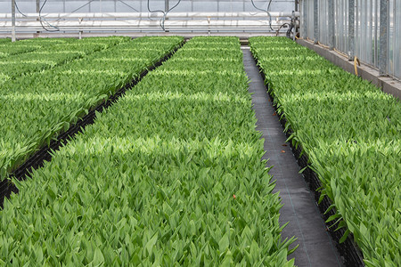 在荷兰温室种植内郁金香在荷兰温室种植内郁金香物图片