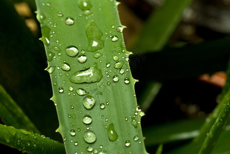 雨水关闭后生动的绿花植物背景图片