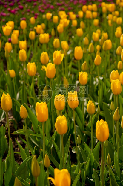 春时的郁金香花田阳光低明图片