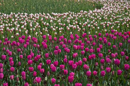 春时的郁金香花田阳光低明背景