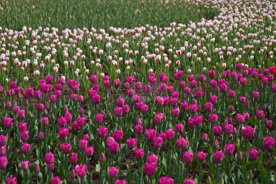 春时的郁金香花田阳光低明图片