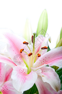 粉红百合花团束图片