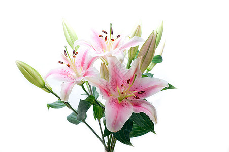 粉红百合花团束图片