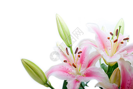 粉红百合花团束背景图片