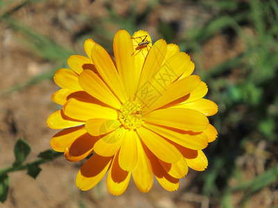 一只有昆虫的橙色花朵图片
