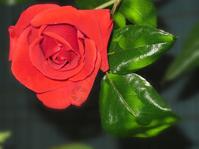 一朵美丽的红玫瑰月光绿叶子背景图片