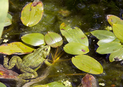 池塘里的青蛙享受着充满绿叶的青蛙图片